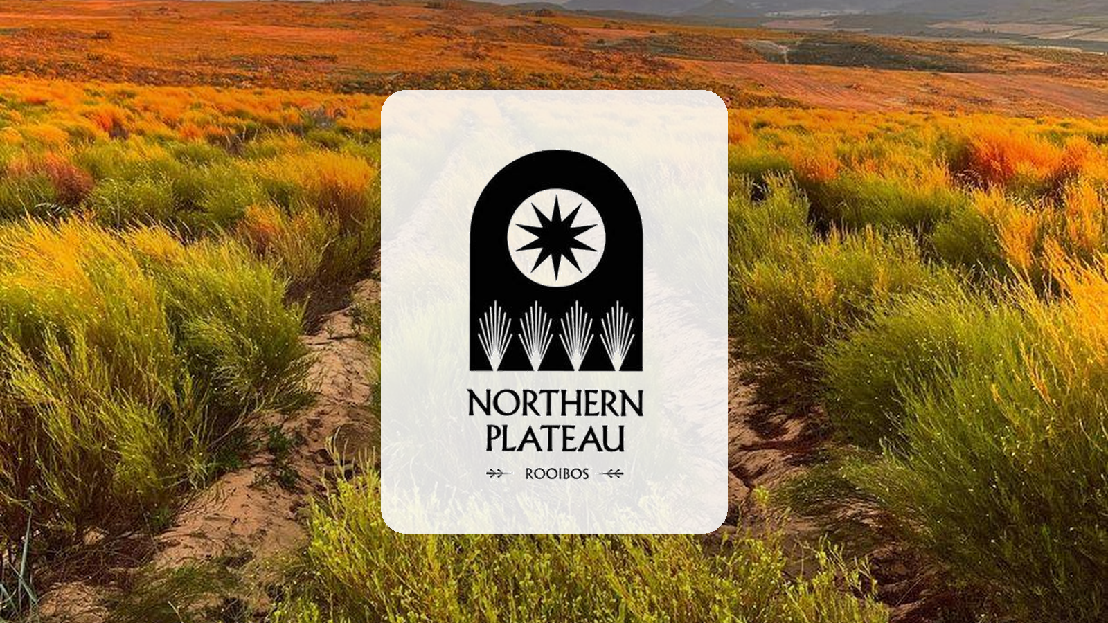 Northern Plateau Rooibos: Revitalizing a South African Classic with a Modern Twist